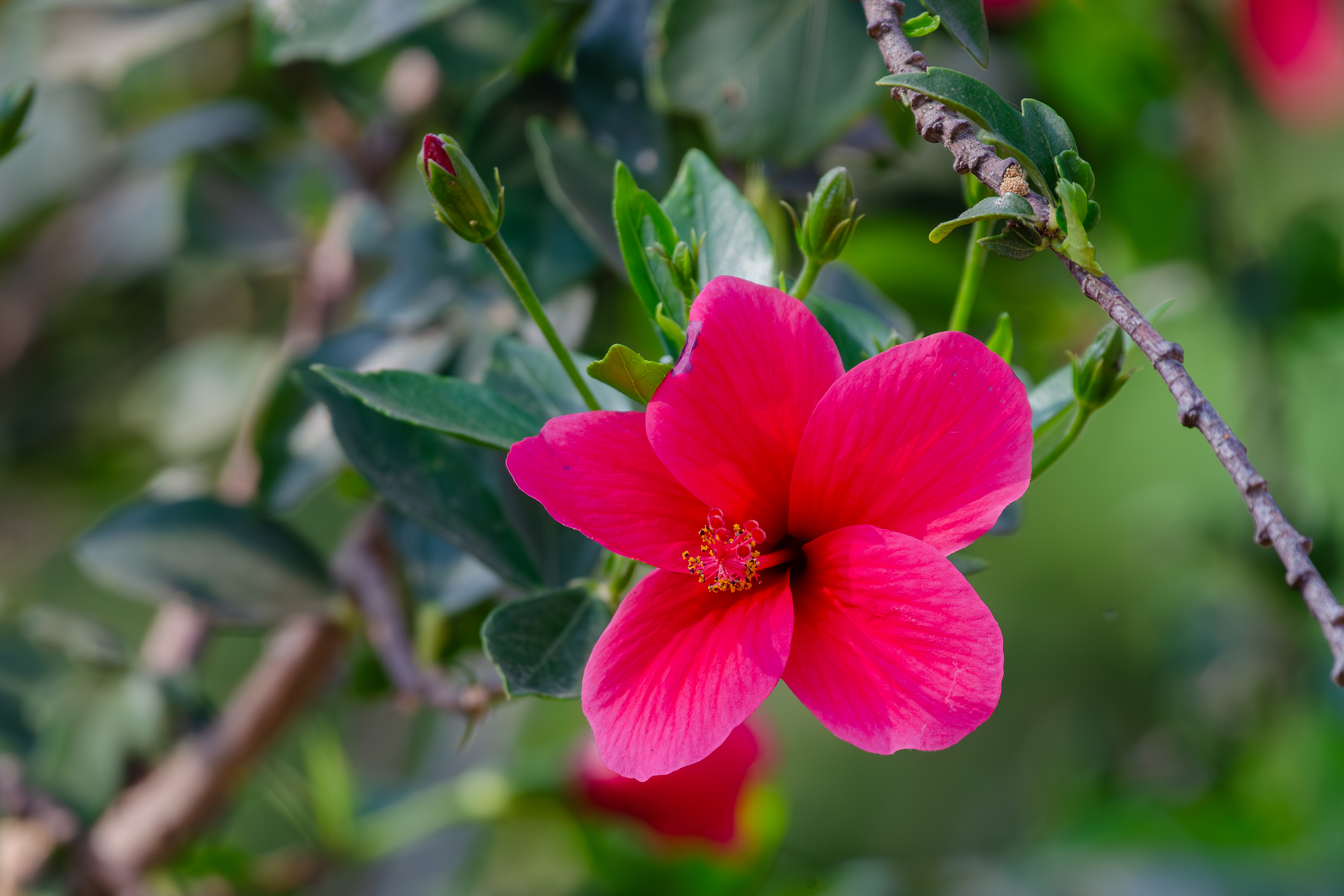 A vibrant pink hibiscus blooms amid lush green leaves.