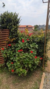 A lush garden scene featuring a prominent cluster of red flowering plants, surrounded by green leaves and shrubs.