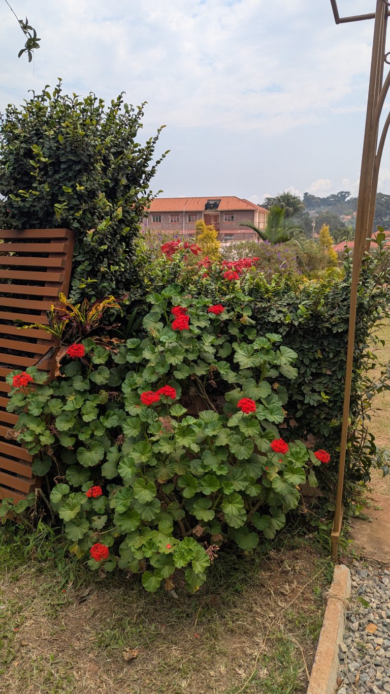 A lush garden scene featuring a prominent cluster of red flowering plants, surrounded by green leaves and shrubs.