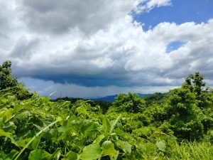 A lush green landscape is dominated by various trees and plants in the foreground, with a dramatic sky above.