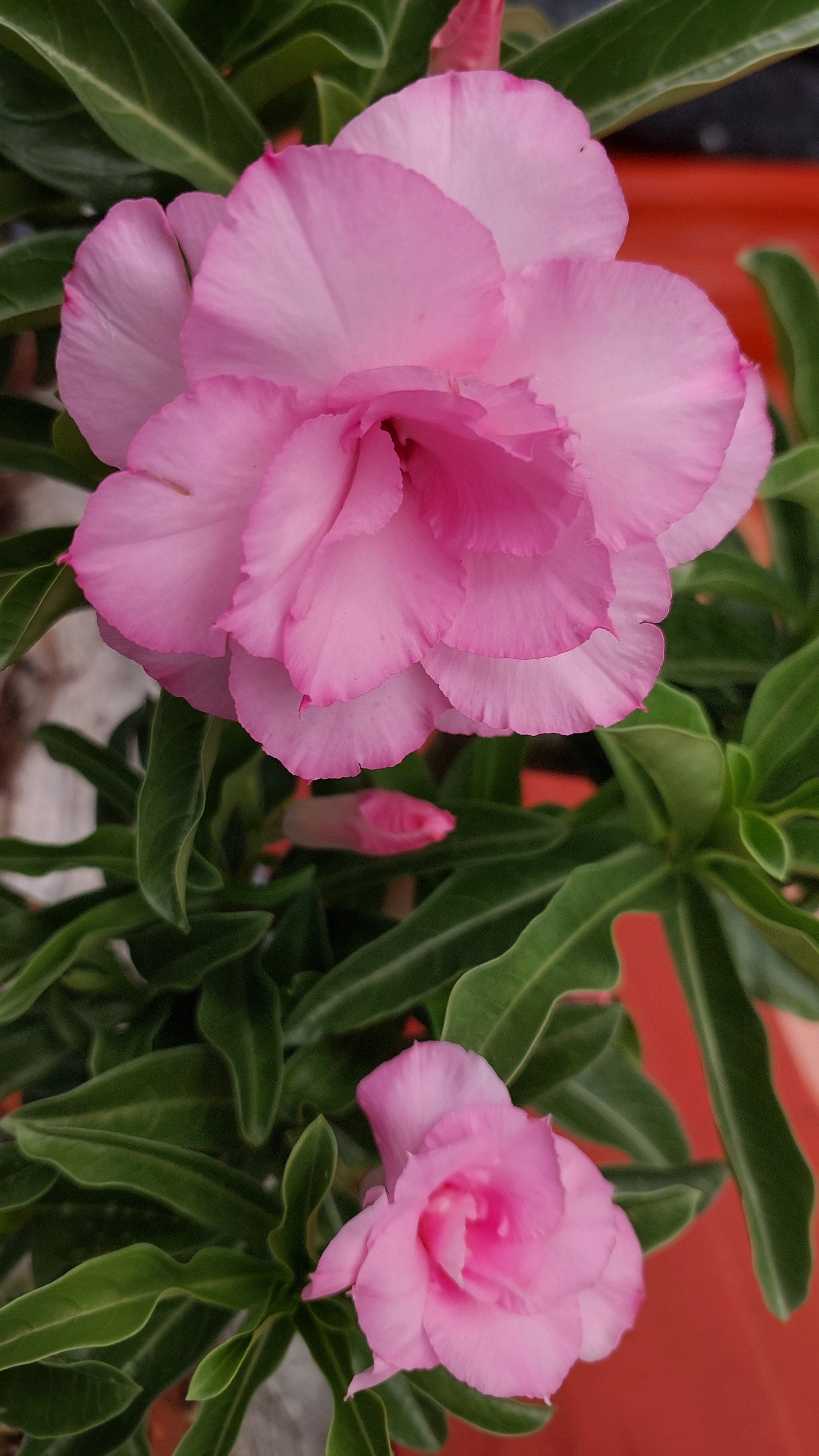 A close-up shot of an Adenium plant, also known as a desert rose, with two bright pink, double-petaled flowers and dark green leaves.
