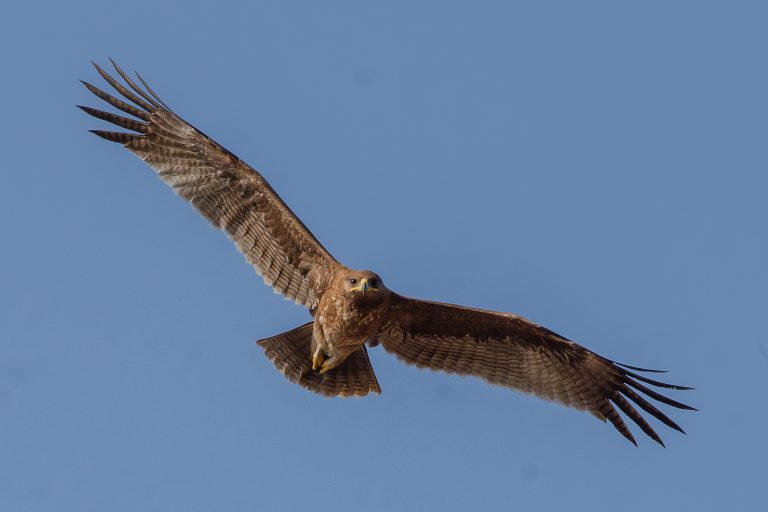 An Indian Spotted Eagle soaring with wings wide, displaying warm brown plumage, lighter flight feathers, and a yellow bill base against a clear blue sky.
