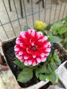 Vivid red and white dahlia blooms with lush green leaves in a garden setting. A budding flower is visible beside the main blossom.
#SummerPhotoContest