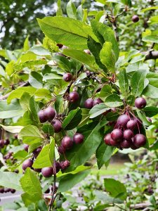 Close-up of ripe purple berries among green leaves at Central Park, New York.