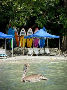 In Manuel Antonio National Park (Costa Rica), a brown pelican drifts on calm green water. Behind it, empty loungers and blue canopies sit on the sand, while bright surfboards lean under lush jungle trees along the shaded shore. #SummerPhotoContest