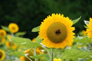Close-up of a vibrant sunflower in full bloom, with bright yellow petals, a textured brown center, and a small insect perched on it, set against blurred sunflowers and a green backdrop.