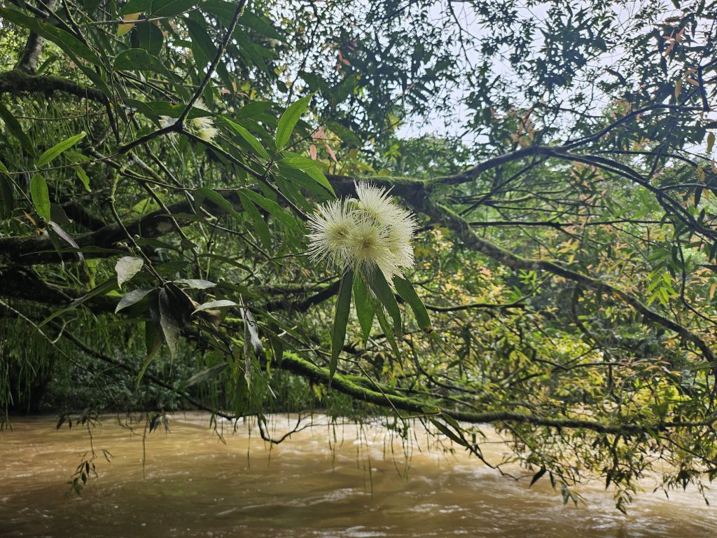 Flor blanca esponjosa colgando de un árbol sobre un río de aguas marrones, rodeada de ramas y hojas verdes en un entorno natural de bosque.