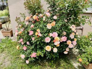 A vibrant bush of blooming roses in various shades of pink and peach, surrounded by lush green foliage.
