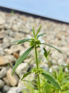 A close-up of a flowering plant with delicate white flowers and green leaves, surrounded by small, rounded stones. The background is slightly blurred, showcasing a natural, outdoor setting.