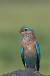 A colorful Indian Roller with a broken beak perched on a rock.