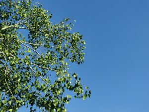 Branches of a tree with lush green leaves extending into a clear blue sky on a sunny day
