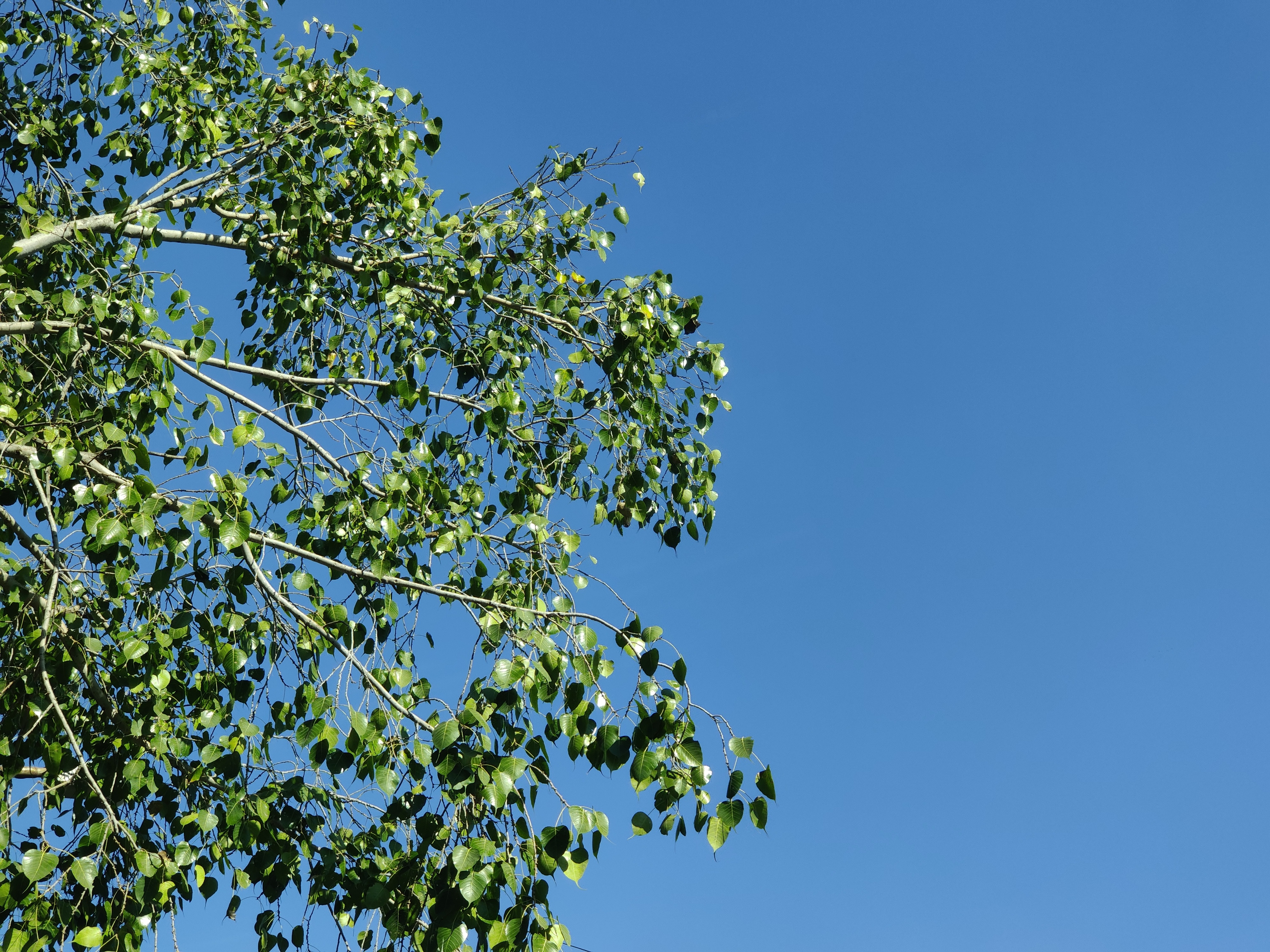 Branches of a tree with lush green leaves extending into a clear blue sky on a sunny day