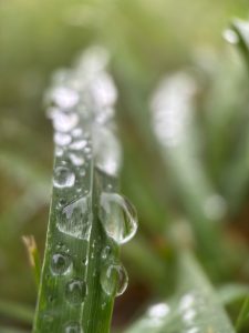Closeup of water droplets on a blade of grass.  A reflection of the photographer can be seen in one droplet.
