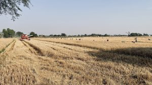 A golden wheat field in Ballia, Uttar Pradesh, India, being harvested by a combine harvester under the warm summer sun, with workers in the distance.
