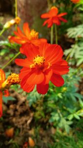 A close-up view of bright orange flowers, featuring a central cluster of yellow-tipped stamens.
