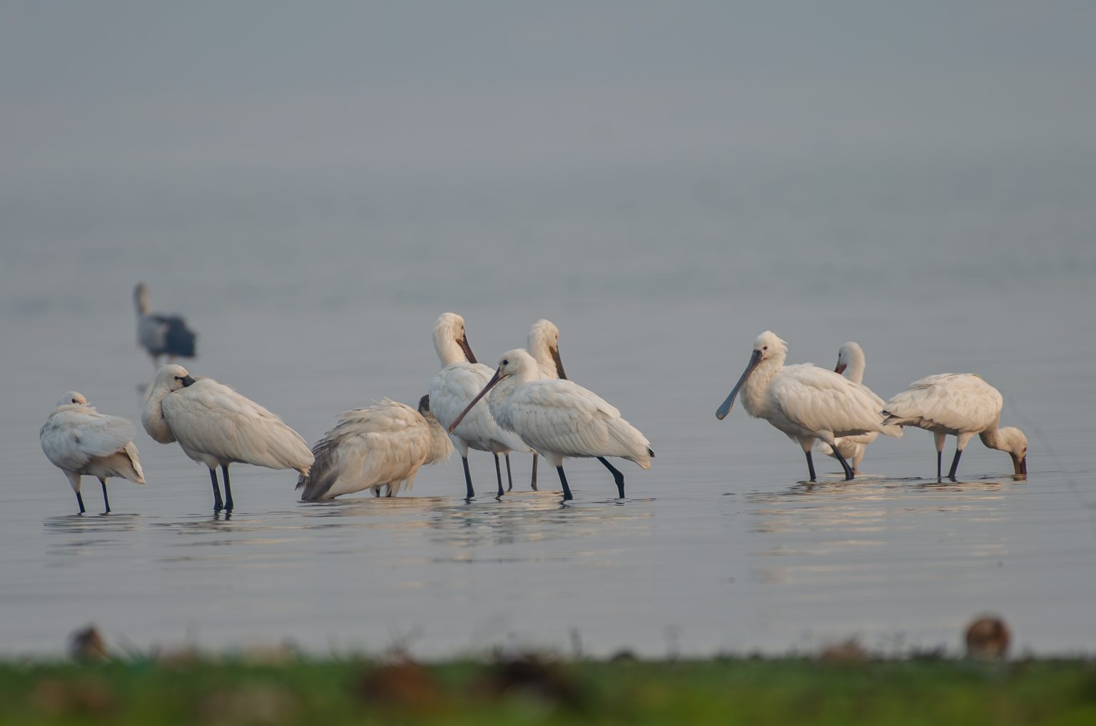 A group of Eurasian spoonbills in the shallows, some dipping their bills for food while others just stand quietly.