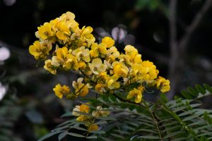 A branch of vibrant yellow flowers with delicate petals, surrounded by green, feathery leaves. The background is softly blurred, allowing the flowers to stand out prominently.
