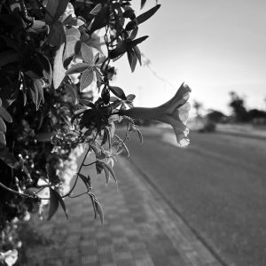 A close-up black and white photograph of a blooming flower branch with delicate leaves and blossoms, set against a blurred background of a quiet street.
