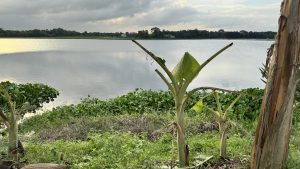 Young banana plants with trimmed leaves grow on a grassy bank by a calm river, its surface covered with water hyacinths and reflecting the cloudy evening sky and distant trees.