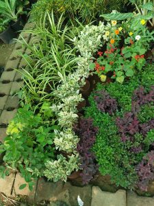 A top-down view of various colorful potted plants for sale at a nursery.
