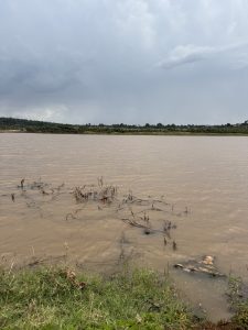 A murky body of water with dead plants sticking out,reflecting a dark,cloudy and overcast sky.There is a grassy bank in the foreground and a line of trees in the distance.