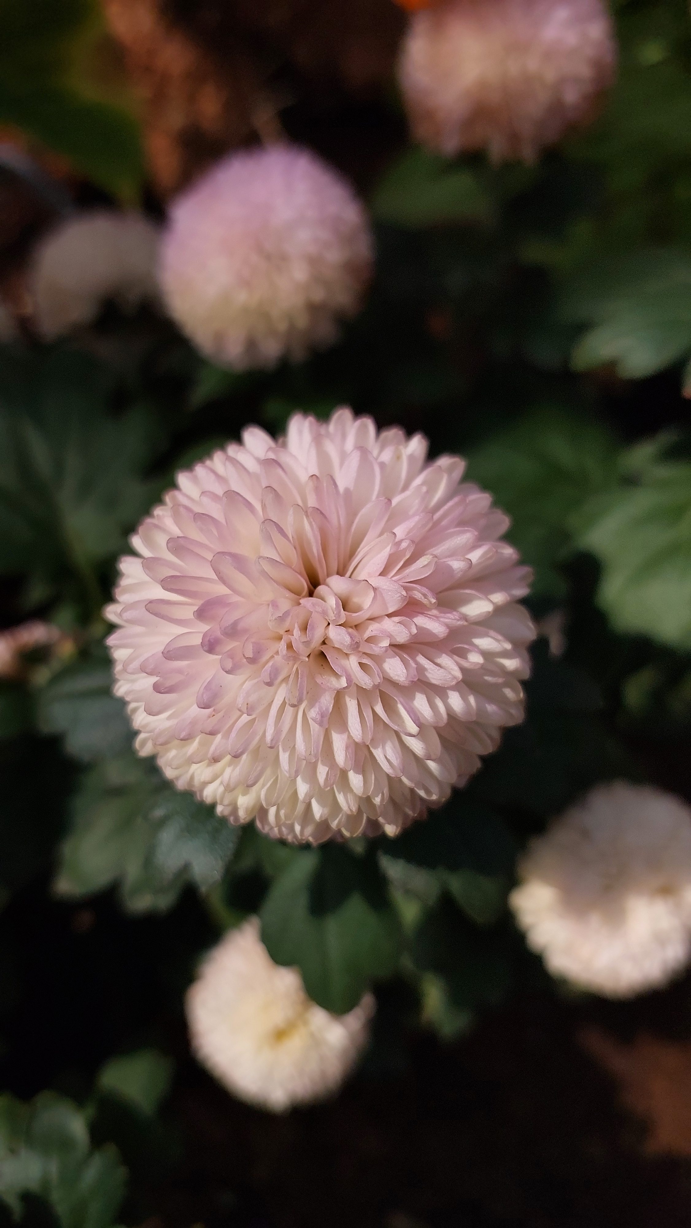 A close-up, eye-level shot of a pale pink, chrysanthemum flower.