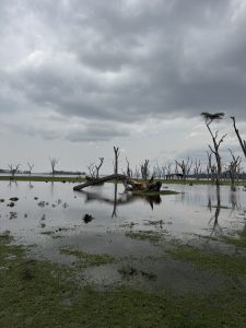 A murky lake with tree stumps and dead, bare trees sticking out of the water. One tree has a large nest at the very top.A low-lying shore is visible in the distance, and the sky is overcast and cloudy