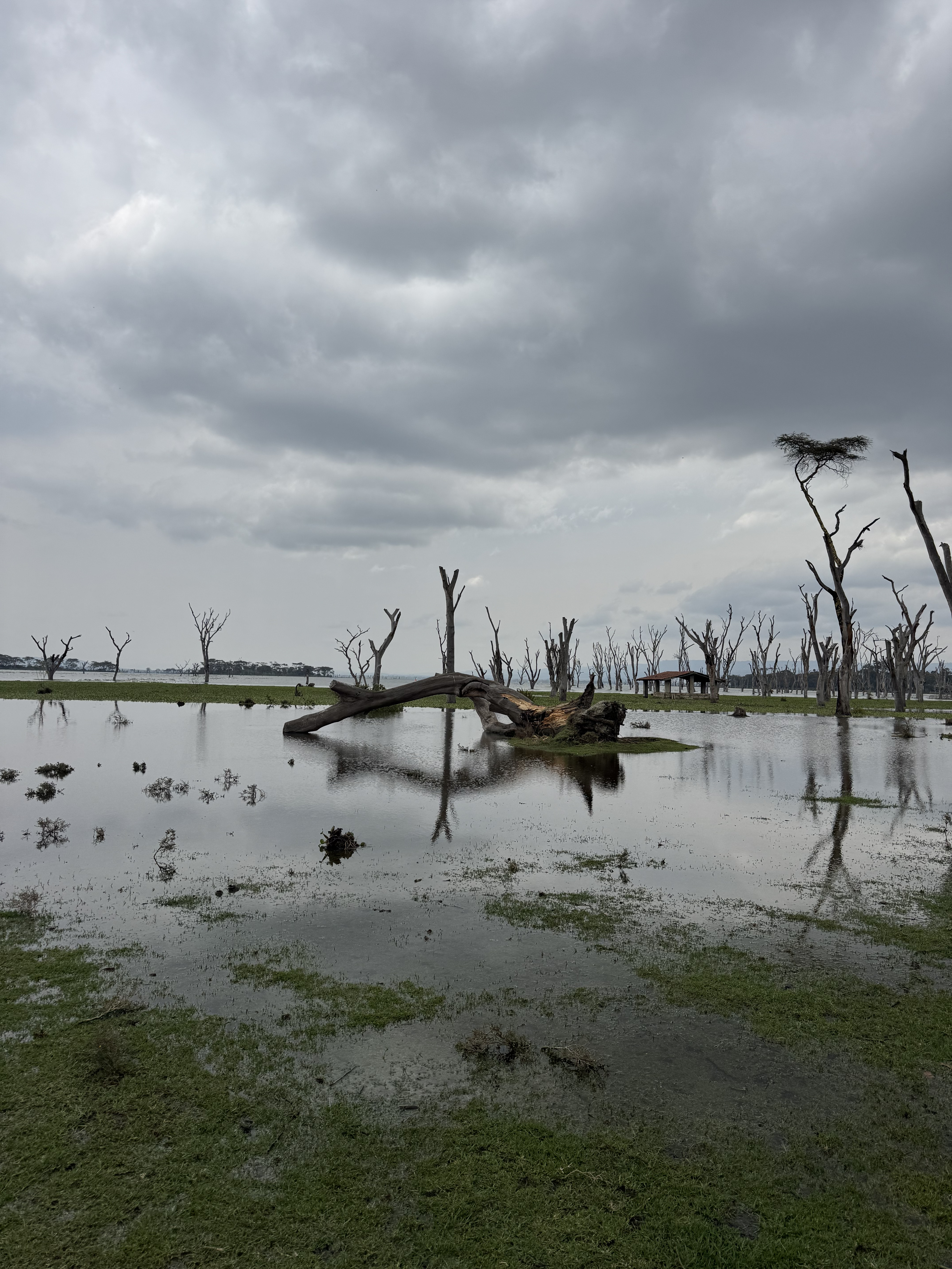A murky lake with tree stumps and dead, bare trees sticking out of the water. One tree has a large nest at the very top.A low-lying shore is visible in the distance, and the sky is overcast and cloudy