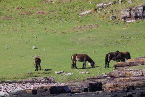 
A group of four brown wild ponies grazing on a lush green field, surrounded by scattered rocks. 
 