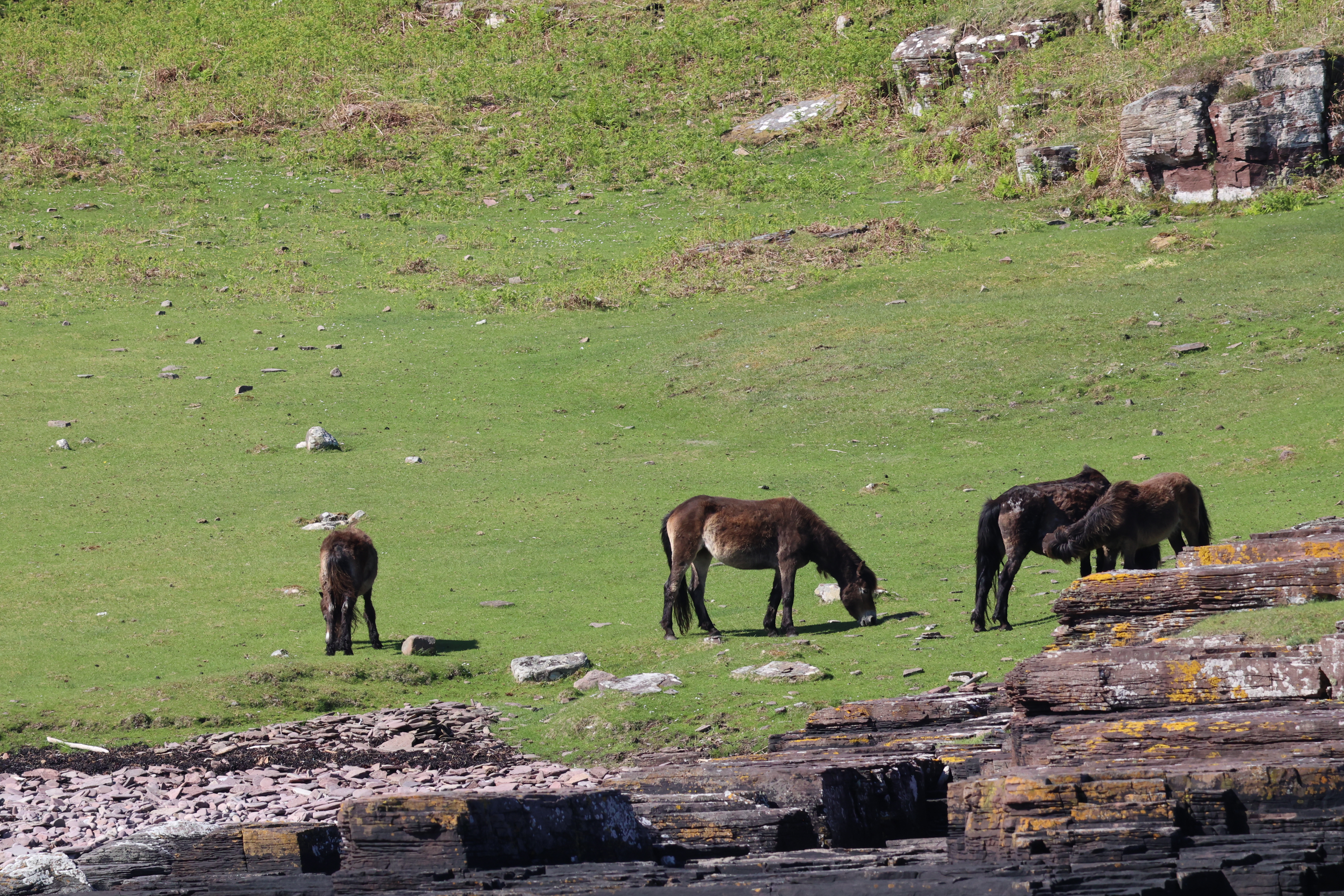 A group of four brown wild ponies grazing on a lush green field, surrounded by scattered rocks.