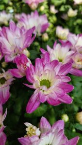 A close-up photograph of a vibrant pink and white chrysanthemum flower with a green center, surrounded by other similar flowers and green foliage.