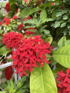 The image shows a bright cluster of red Ixora flowers blooming among lush green leaves.
