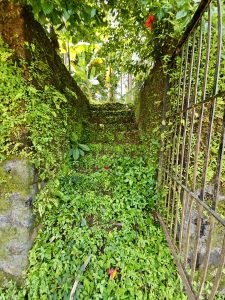 Stone steps covered in moss and wild plants create a magical path through this lush green corner. Captured from Puttekadavu, Perumanna, Kozhikode.