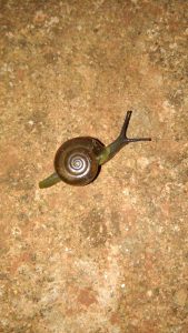 A close-up image of a small brown snail with a spiral shell, moving on a textured, earthy surface.