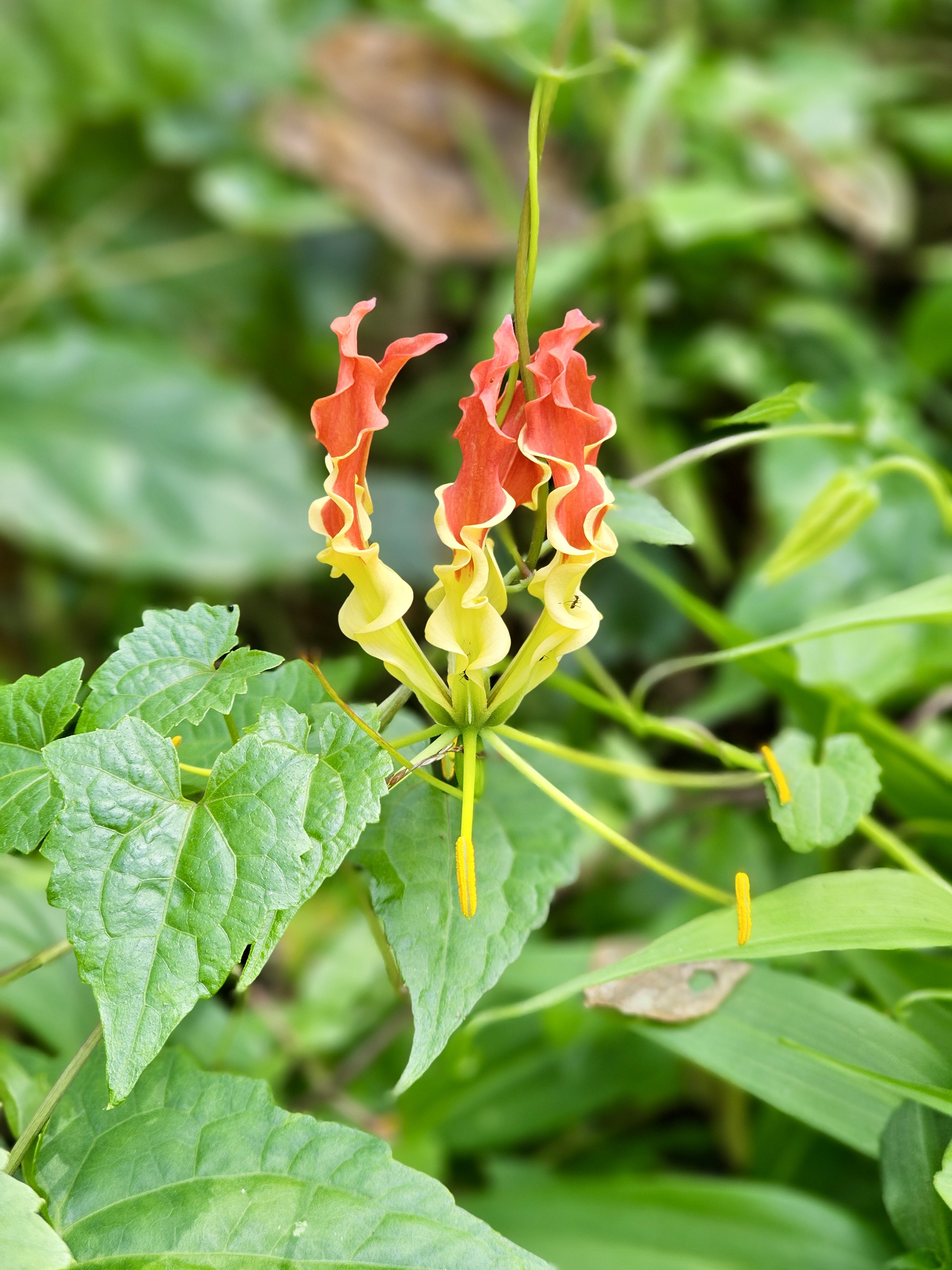 A vibrant Gloriosa superba with curled red and yellow petals blooms brightly among green leaves in the Kerala countryside. Captured in Puttekadavu, Perumanna, Kozhikode.