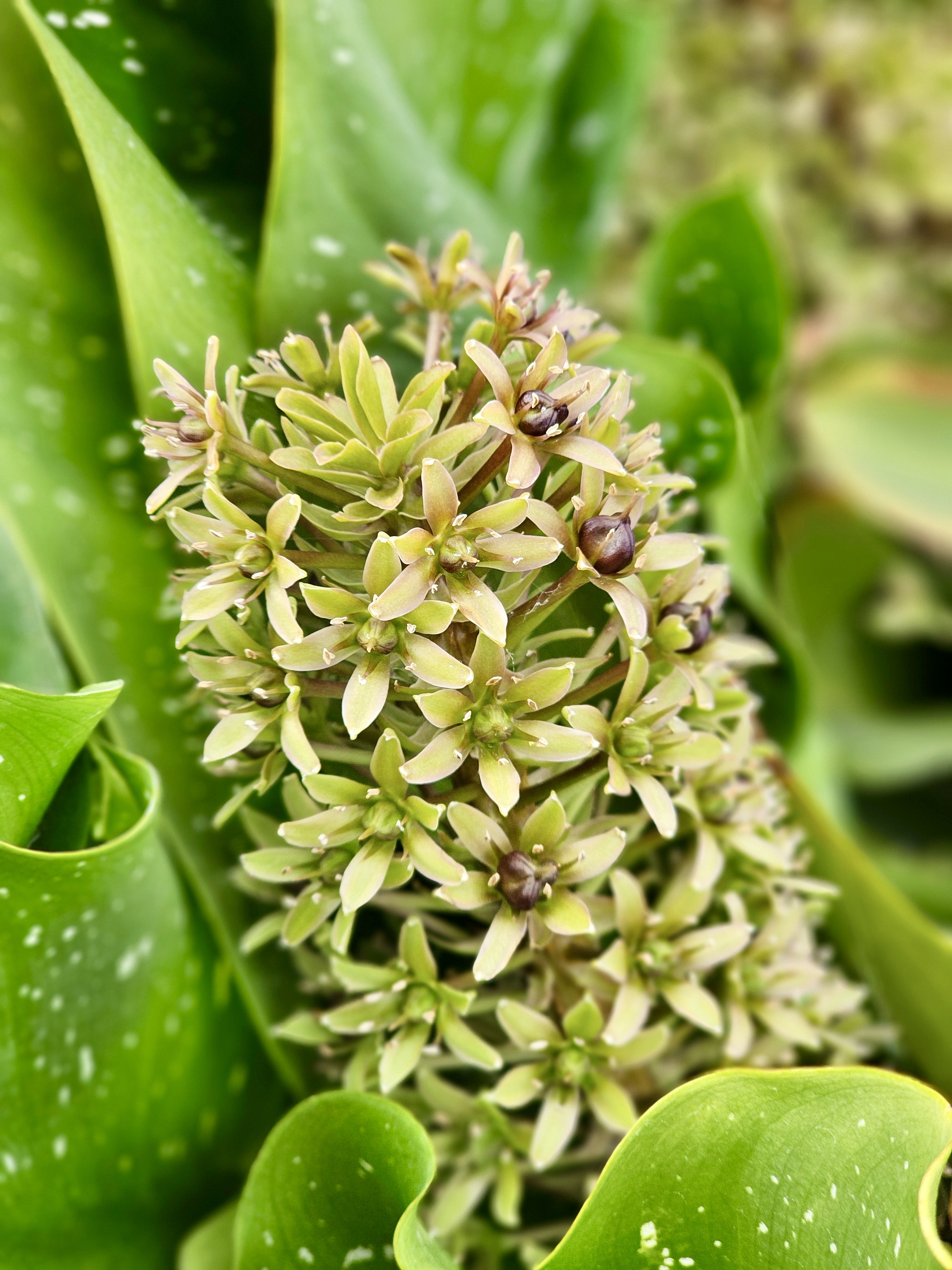 A close-up photo features the unique, pale green, star-shaped flowers of a Pineapple Lily (Eucomis), arranged in a dense spike and topped with leafy bracts resembling a pineapple. Captured from the Portland Riverfront.