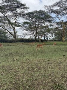 A herd of impalas, a medium-sized antelope, grazes on a wide, green-brown field. They are scattered across the landscape, with some in the foreground and others further back. The scene is dotted with large, spreading trees, which are characteristic of the savanna environment
