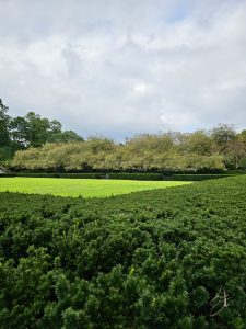
A green lawn edged by dense shrubs and mature trees under a cloudy sky, creating a serene park scene in Central Park, New York.