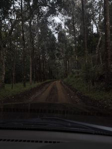 A dark, dirt road winds through a dense forest of tall, thin trees. The view is from a car's dashboard, with the sky looking cloudy and gray.