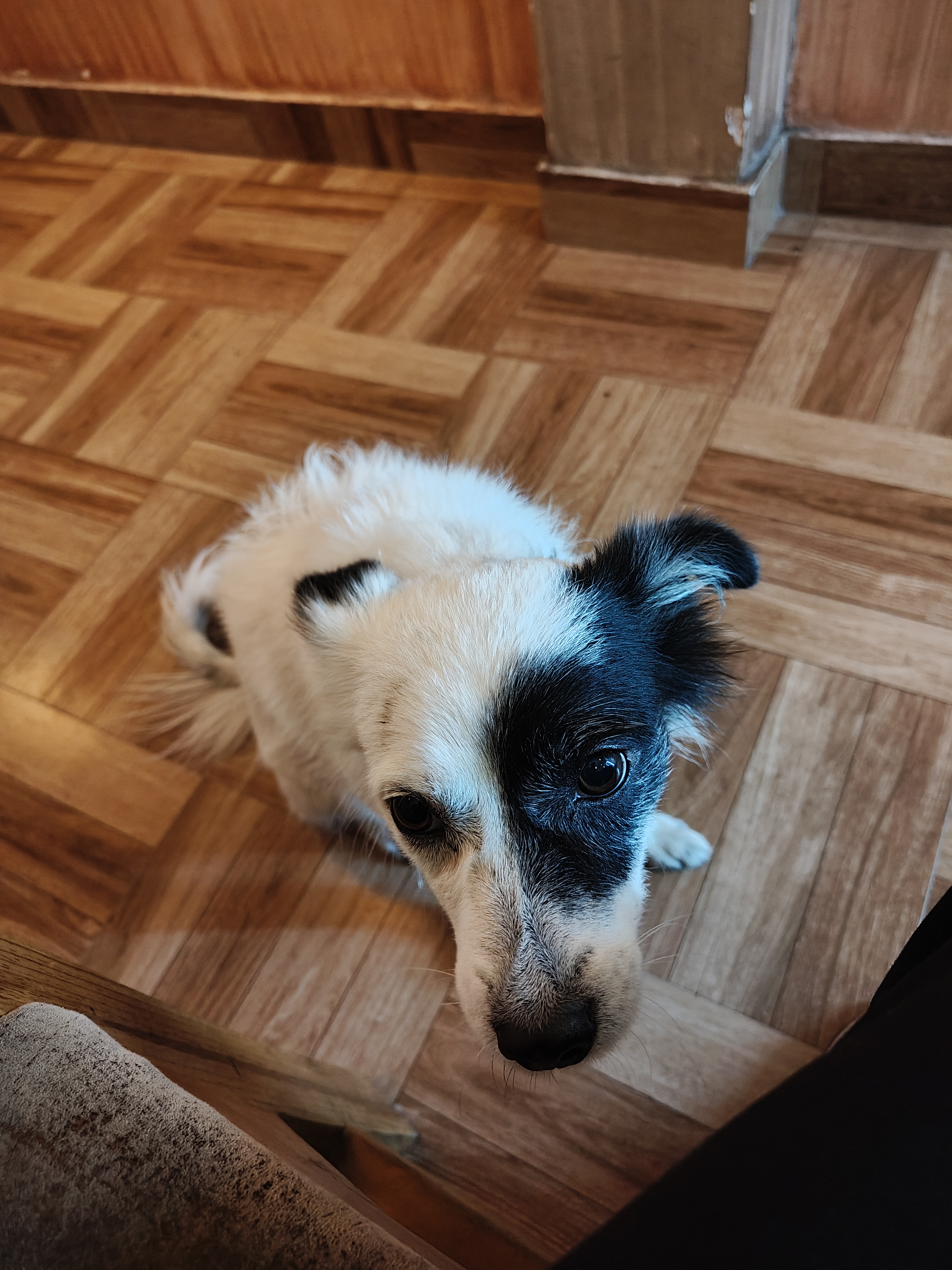 A small dog with a predominantly white coat and a black patch around its eye is sitting on a wooden floor.