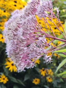 Close-up of Joe-Pye weed with soft pinkish flowers and bright yellow black-eyed Susans in the background. Photo taken at Pittock Mansion, Portland. 