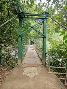 A green suspension bridge surrounded by dense forest at Thusharagiri Falls, Kozhikode. The bridge leads across the stream toward walking trails and waterfalls. 