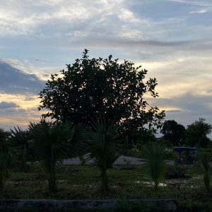 A silhouette of a large tree against a colorful sunset sky with streaks of orange and blue