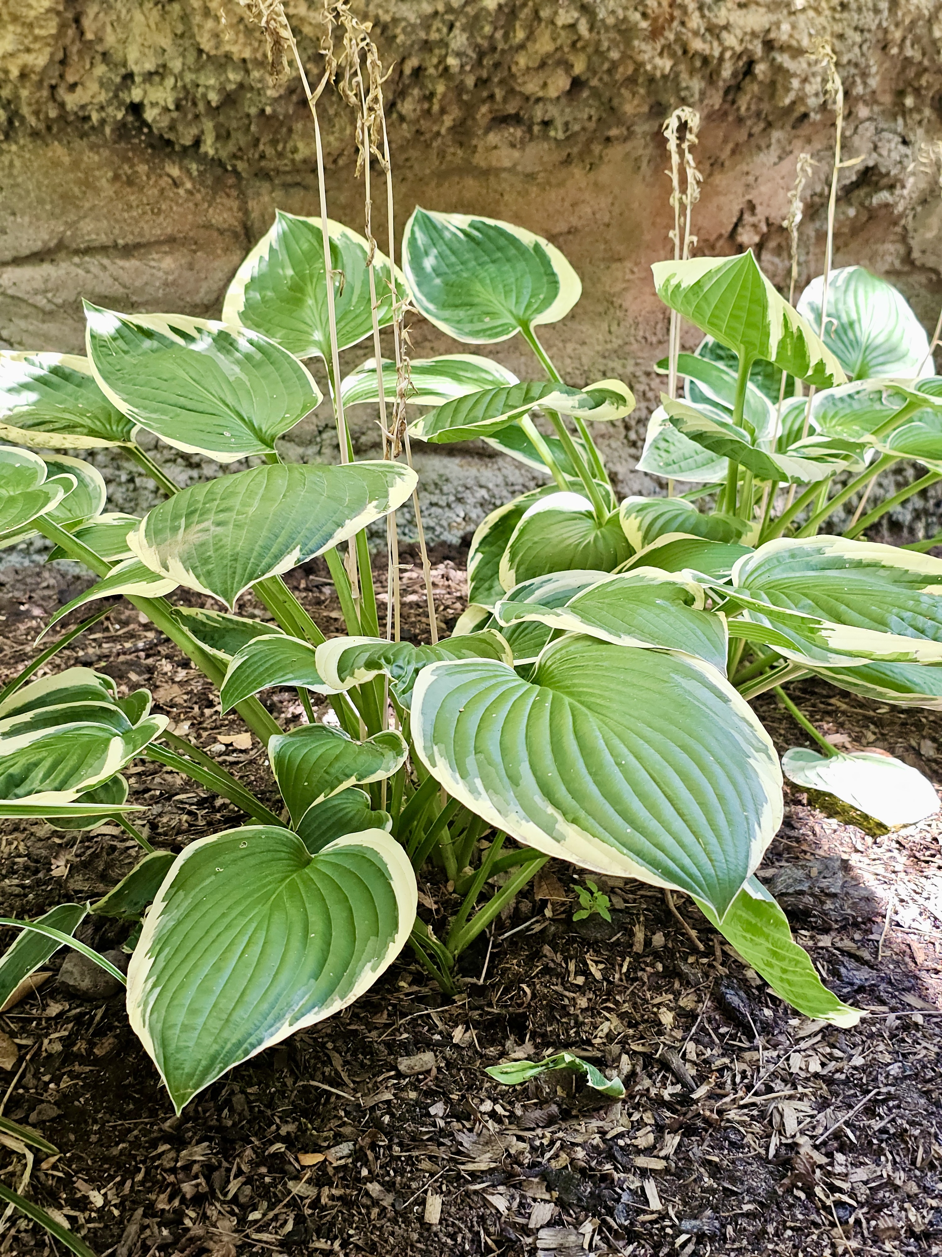 A healthy Hosta plant grows in the garden, with green leaves edged in cream, bringing beauty to the shady spot. Captured from the Oregon Zoo, Portland.