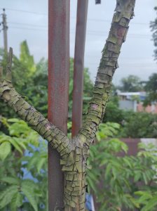 A close-up view of a textured tree branch with a rough, cracked bark, positioned next to a rusty metal pole.

