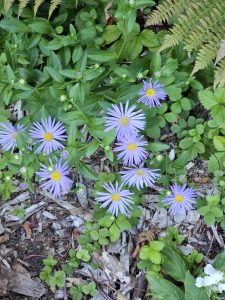 Small purple daisy-like flowers blooming among green leaves near Pittock Mansion, Portland. Captured in evening light. 