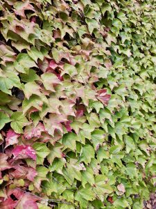 A close-up of ivy leaves changing from green to red, showing the transition of seasons. Evening capture at Washington Park, Portland. Rich in detail and color, this photo works well as a nature texture or seasonal background.