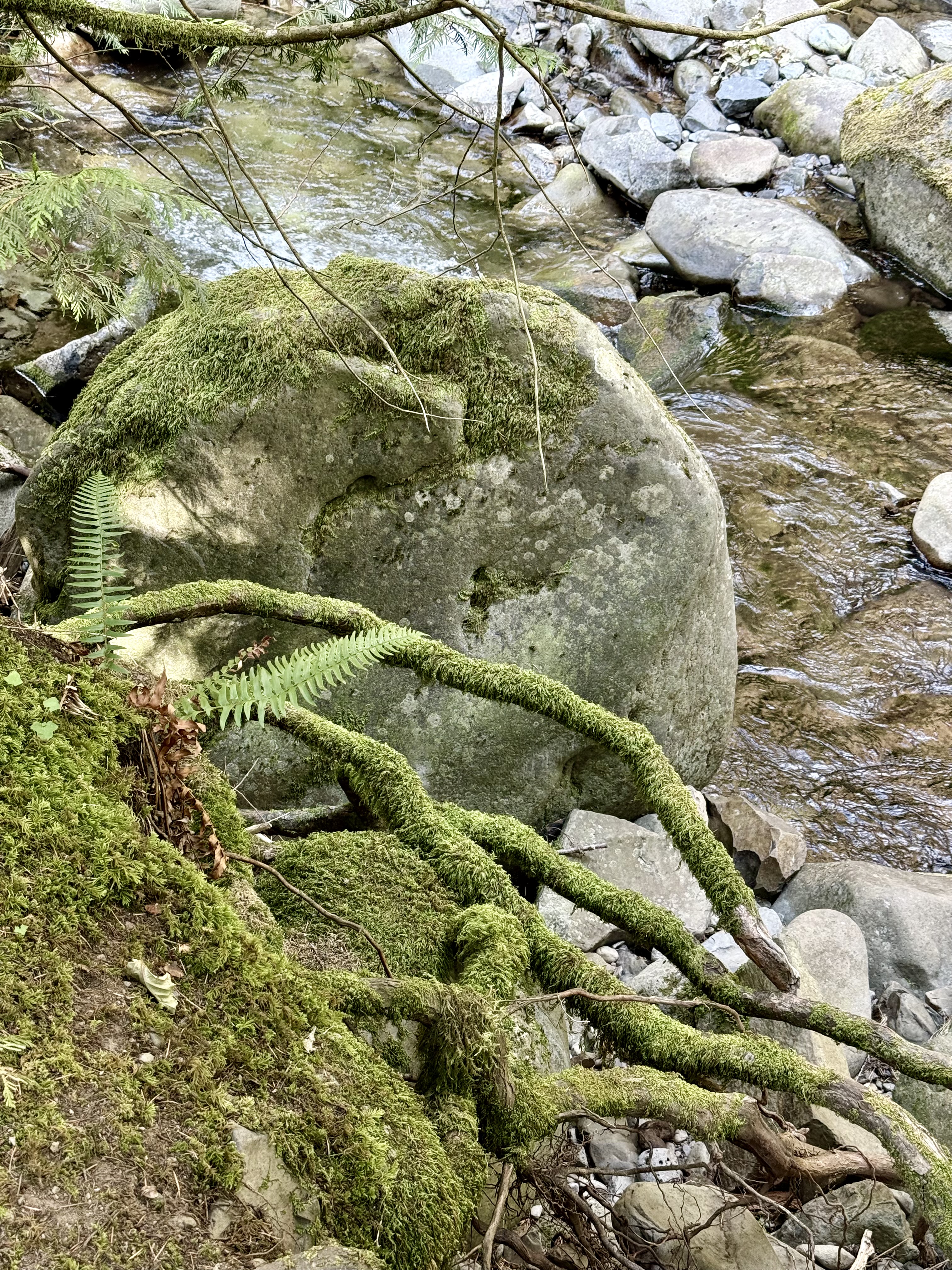 A moss-covered rock and fern-covered branch beside a flowing creek, with smooth stones in the water. Taken in the Columbia River Gorge National Scenic Area, Oregon.