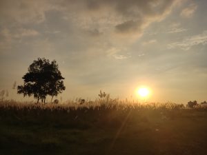 A serene landscape during sunset featuring a silhouette of a tree on the left, set against a backdrop of soft clouds in a pastel sky.
