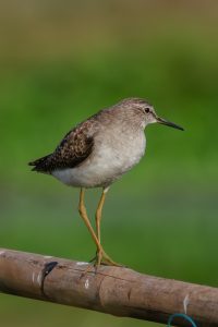 Wood Sandpiper, a shorebird standing on a bamboo perch with a blurred green background. 
